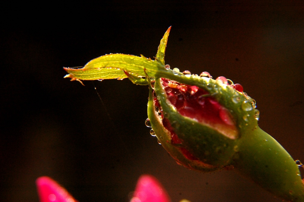 Water drops on Flower