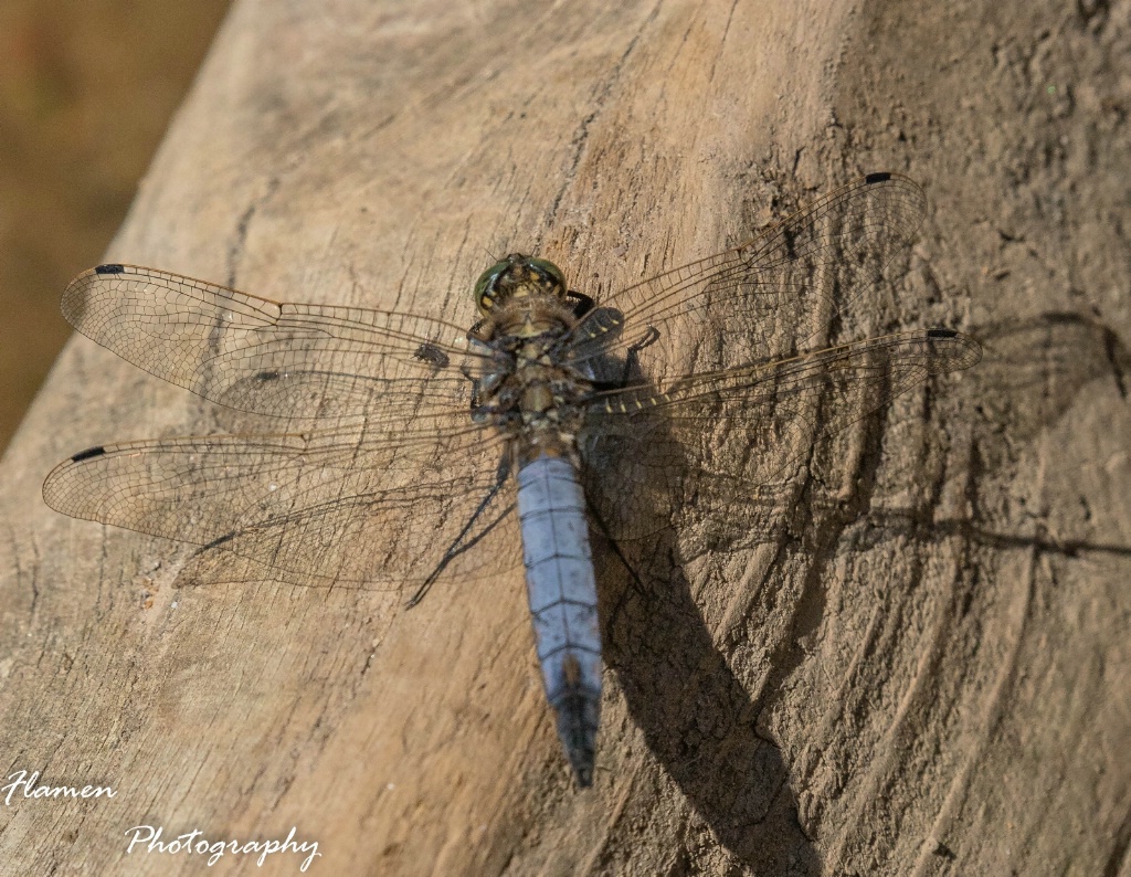 Wingspan