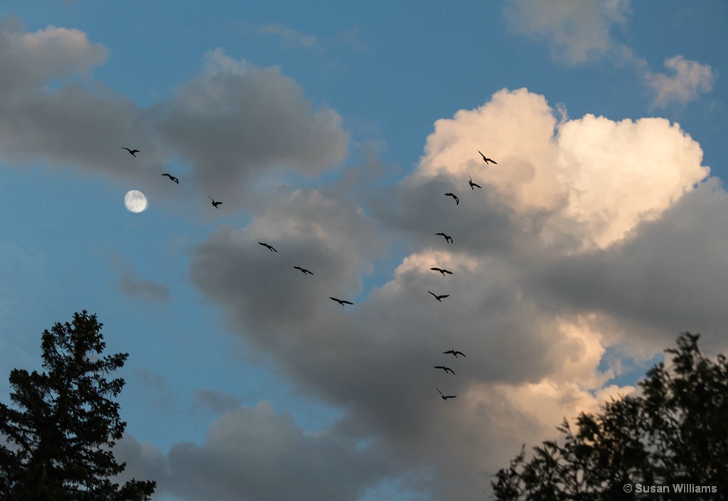 The Moon and a Flock of Geese