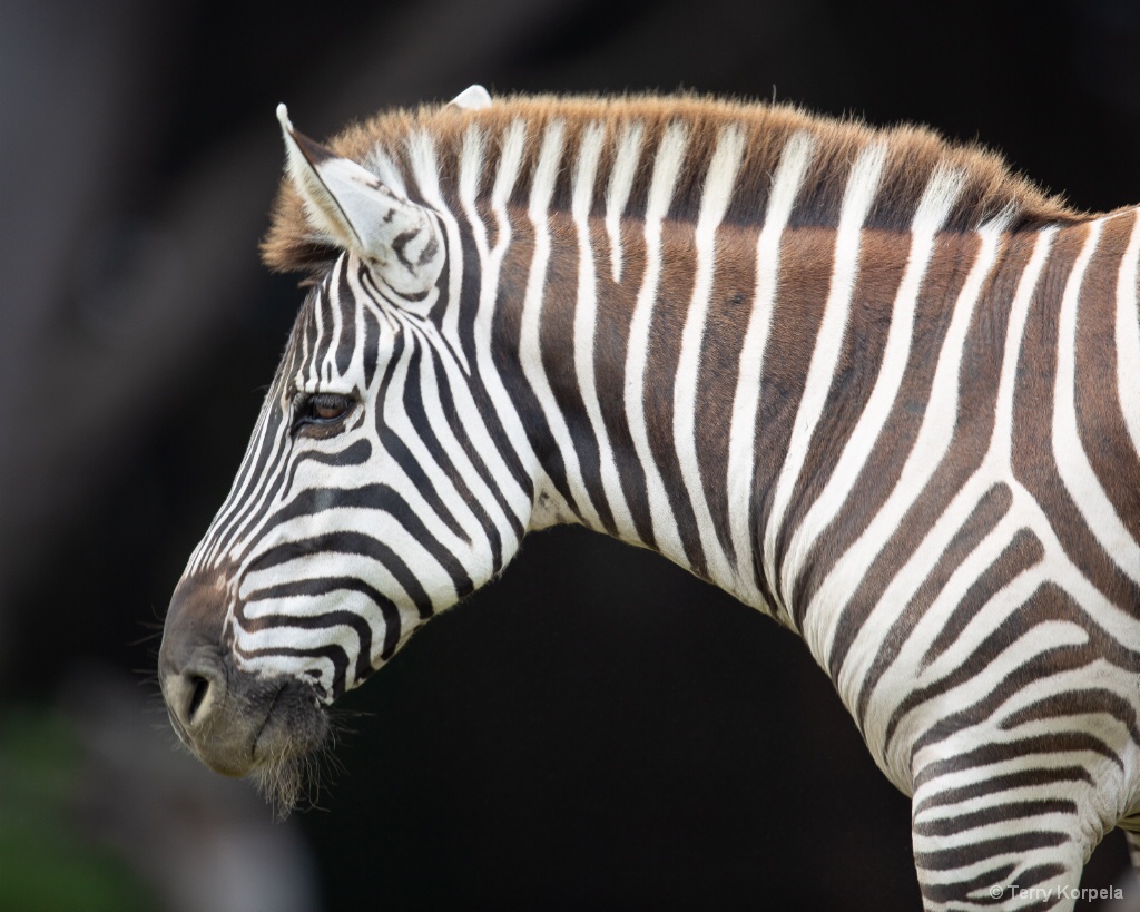 Zebra - ID: 15587673 © Terry Korpela