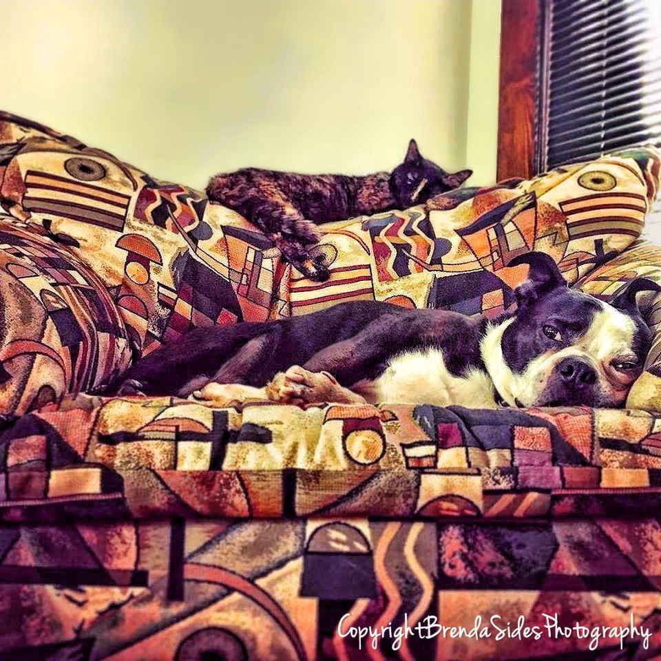 ~Boston Terrier and Tortie Napping~