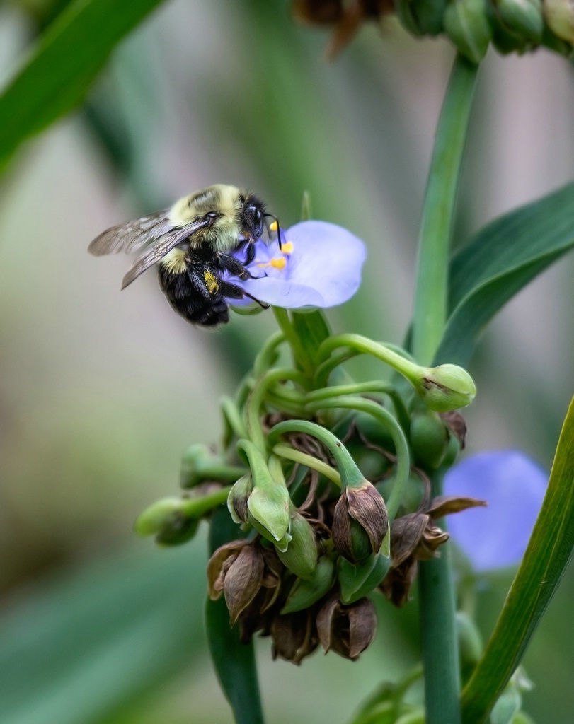 Bumble Bee