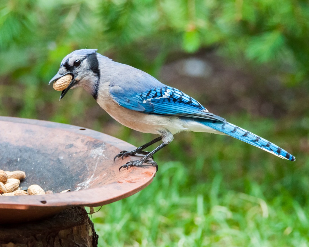 Blue Jay and Peanuts