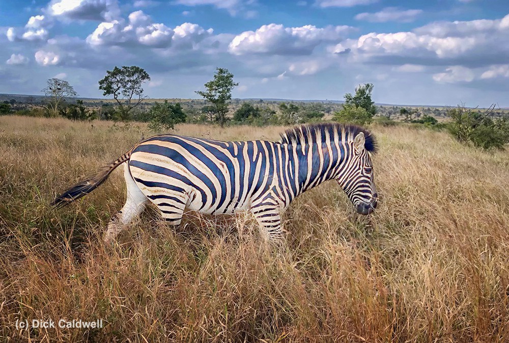 Zebra in Kruger Nat Park,S Africa by Dick Caldwell