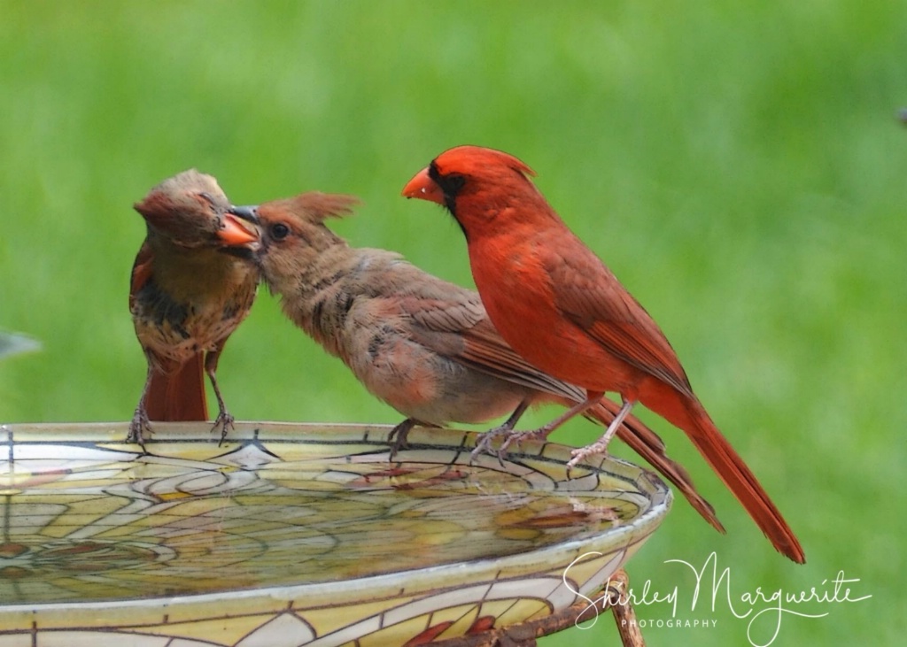 A Dutiful Mother feeds her fledging  Cardinal  - ID: 15588335 © SHIRLEY MARGUERITE W. BENNETT