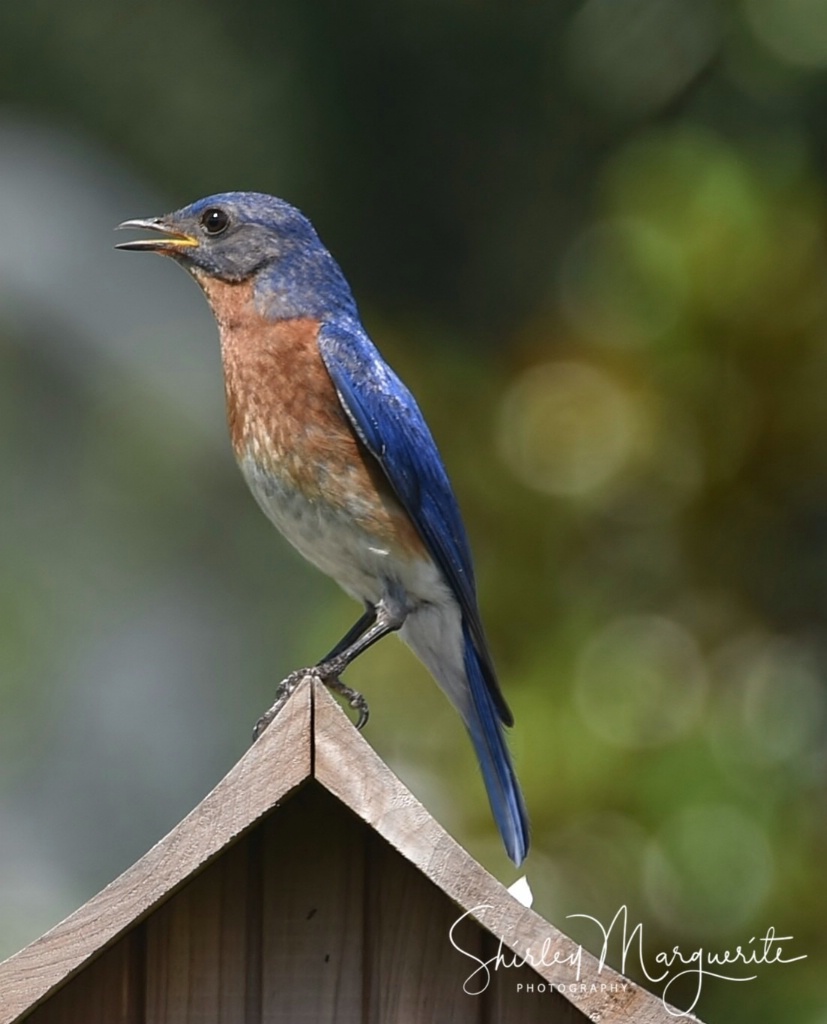 Pop Eastern Bluebird