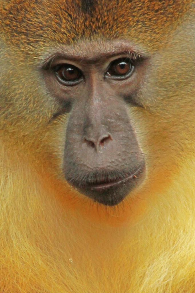monkey closeup 