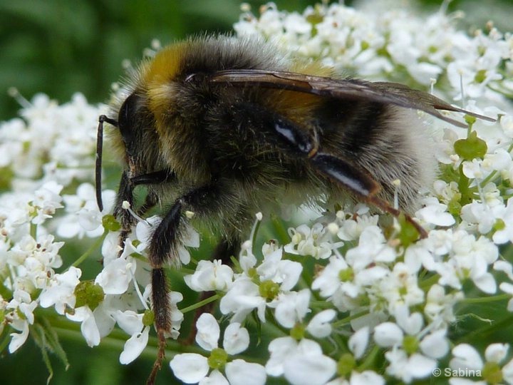 In flowers