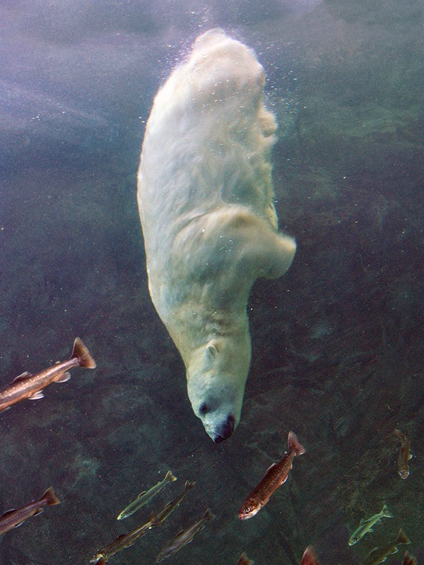 Polar Bear Diving - ID: 15588561 © Heather Robertson