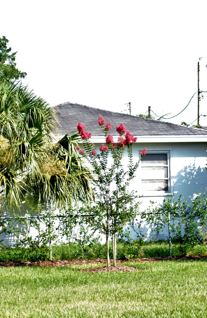 Crepe Myrtle Tree - ID: 15588733 © SHIRLEY MARGUERITE W. BENNETT