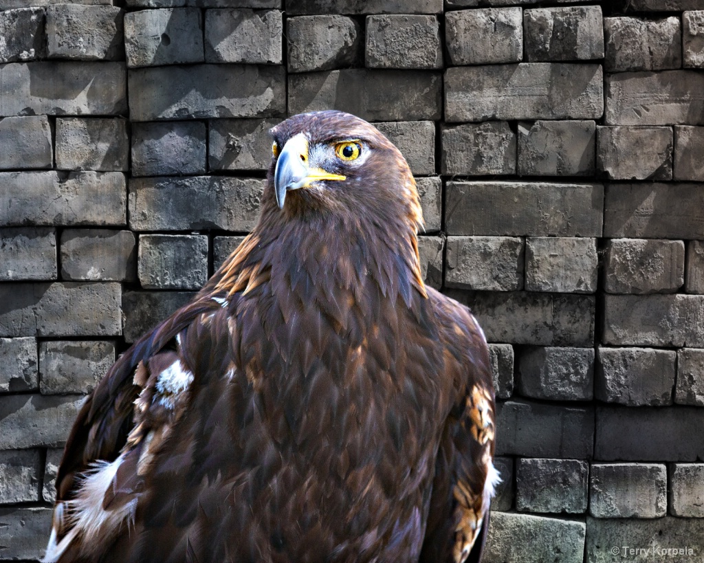 Golden Eagle - ID: 15588792 © Terry Korpela