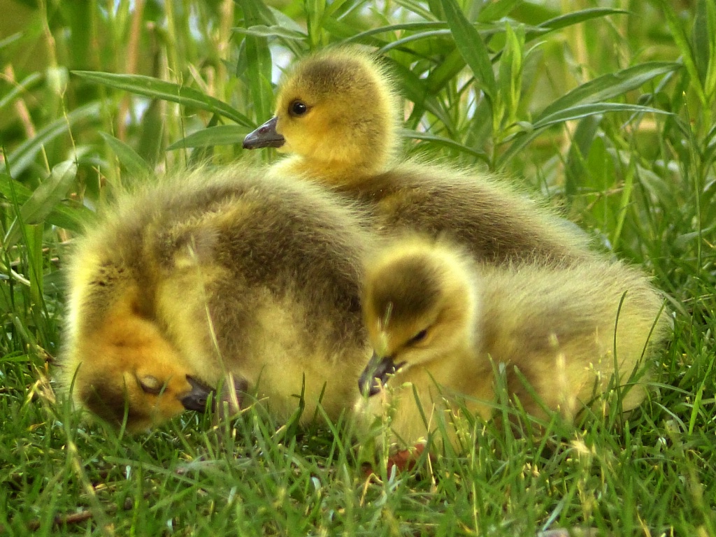 Late in the season goslings