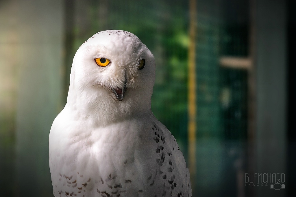 Snowy Owl