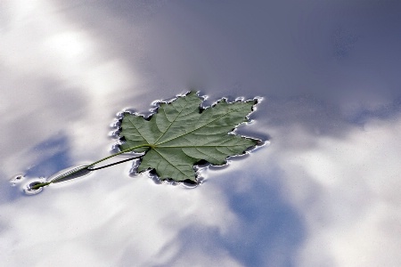 A Leaf Fell On The Sky