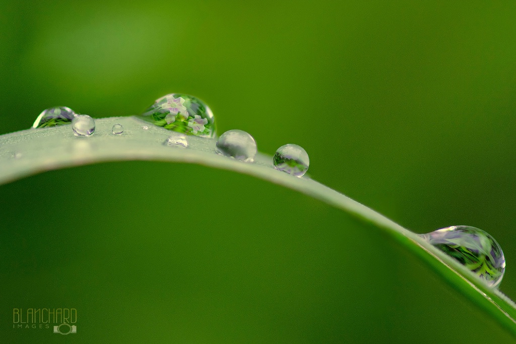 World Inside A Dew Drop