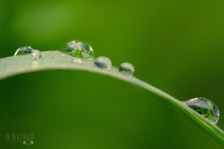 World Inside A Dew Drop