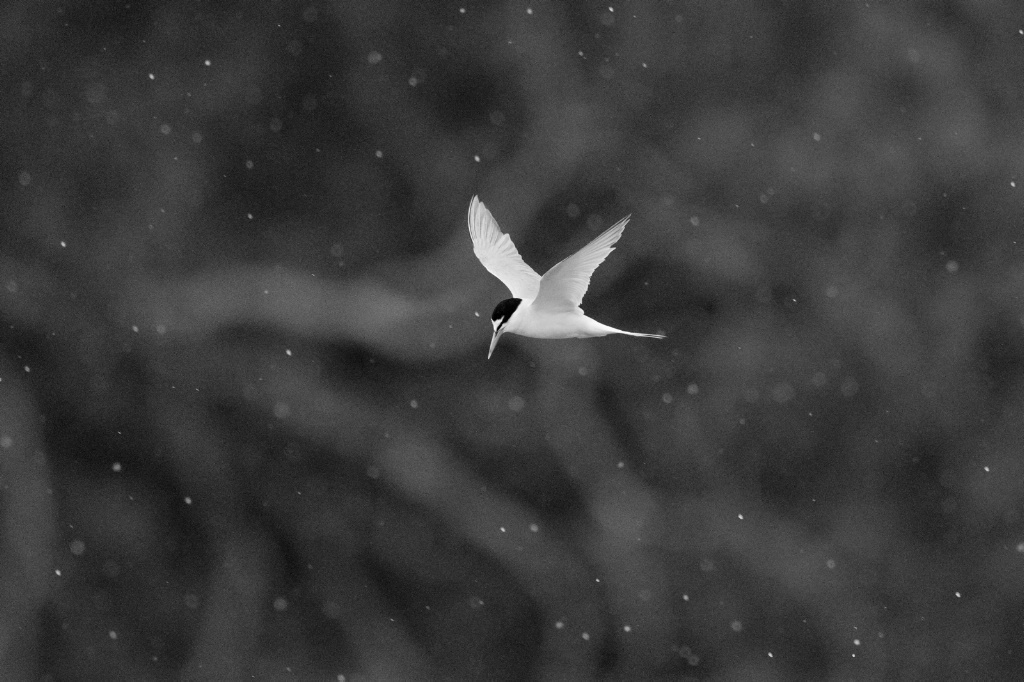 Tern playing