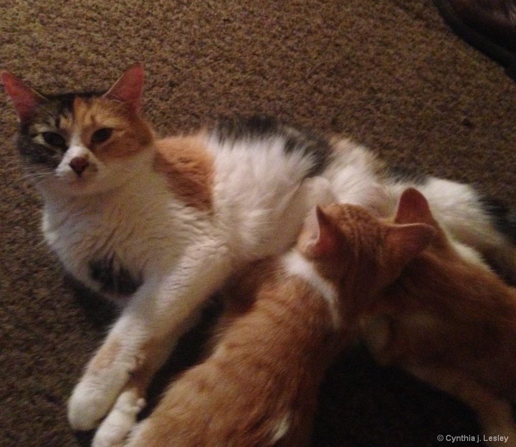 My cat Missy and her kittens nursing 