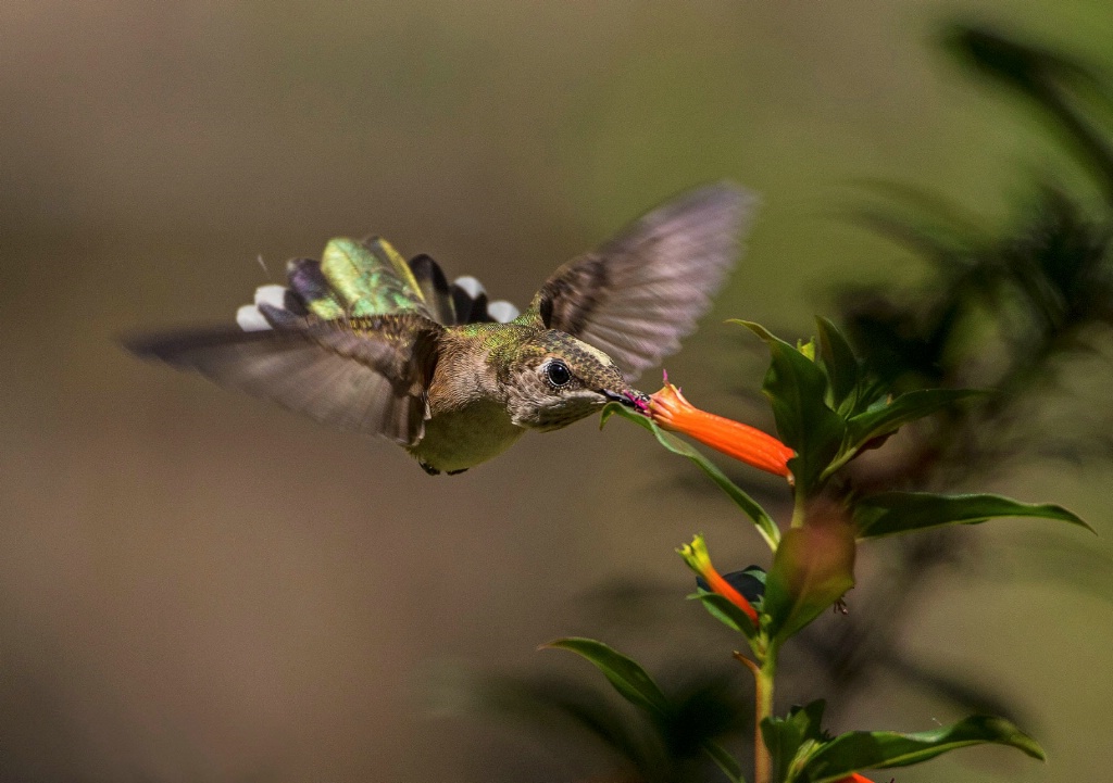 Hummingbird #12 - ID: 15590370 © Michael Cenci