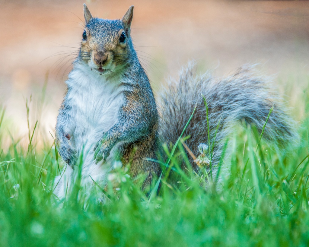 Momma Squirrel