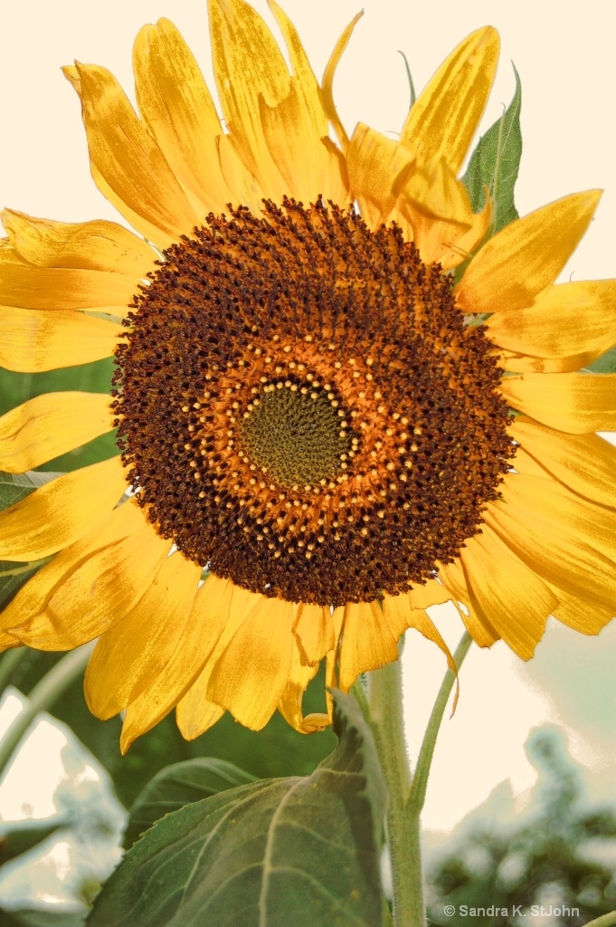 Autumn Sunflower - ID: 15590452 © Sandra K. StJohn