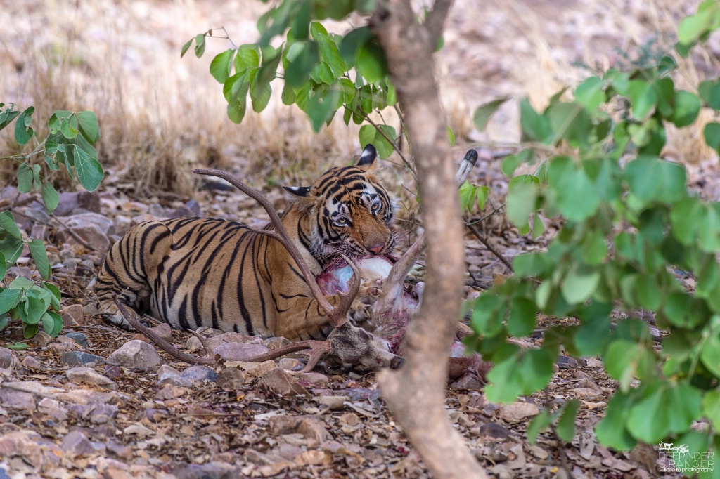 Tiger with a kill (spotted deer)