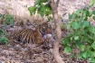 Tiger with a kill...
