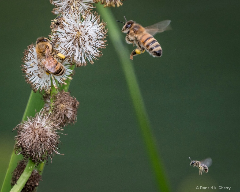 Three Little Bees a Buzzin
