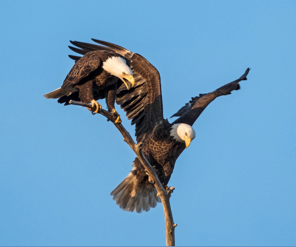 Eagle pair #5 - ID: 15590862 © Michael Cenci