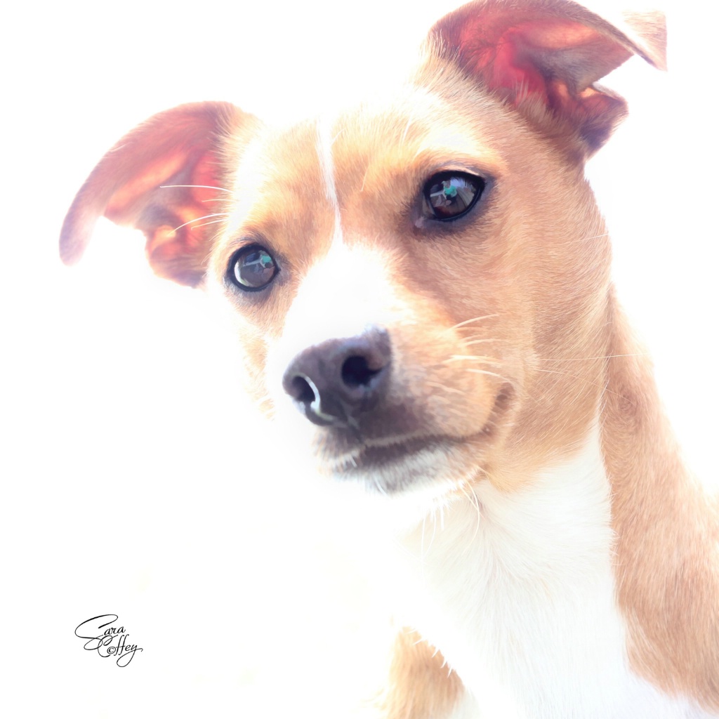 Overexposed Portrait Of A Pooch