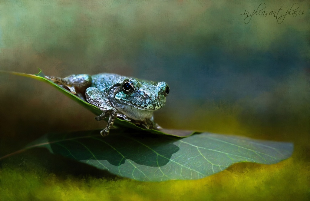 Tree Frog