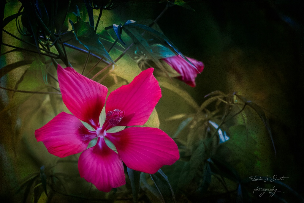 wildflower in the woods