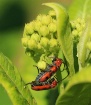 Milkweed Beetles