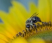 One more Bee