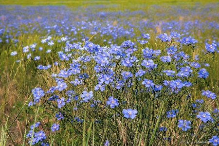 Field of Flax