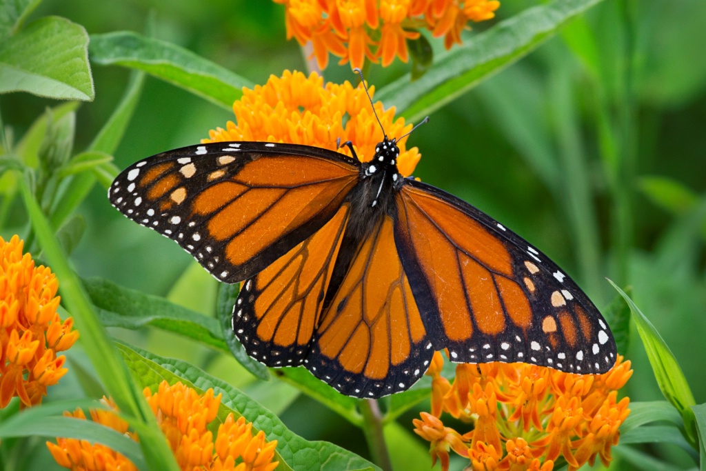 Summer Wings