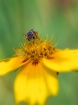 The Last Bee