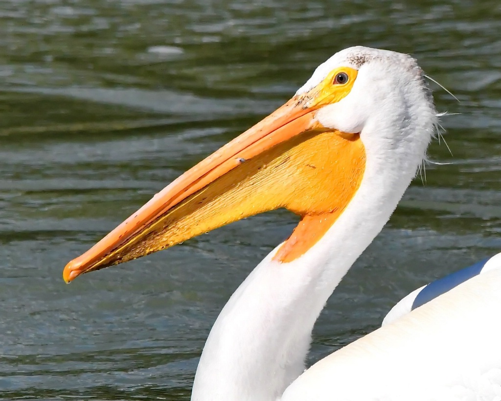 Eye of the Pelican