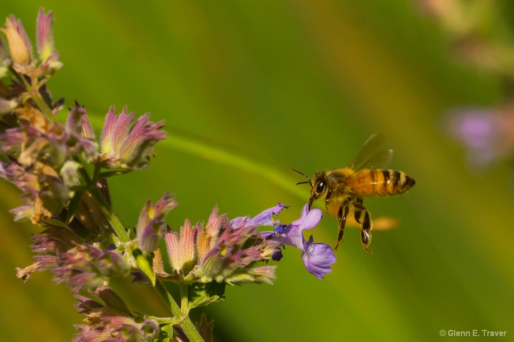 Honey Bee on the Catmint