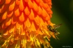 Orange in the Mor...