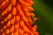 No Sting Zone