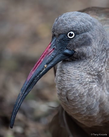 Hadada Ibis