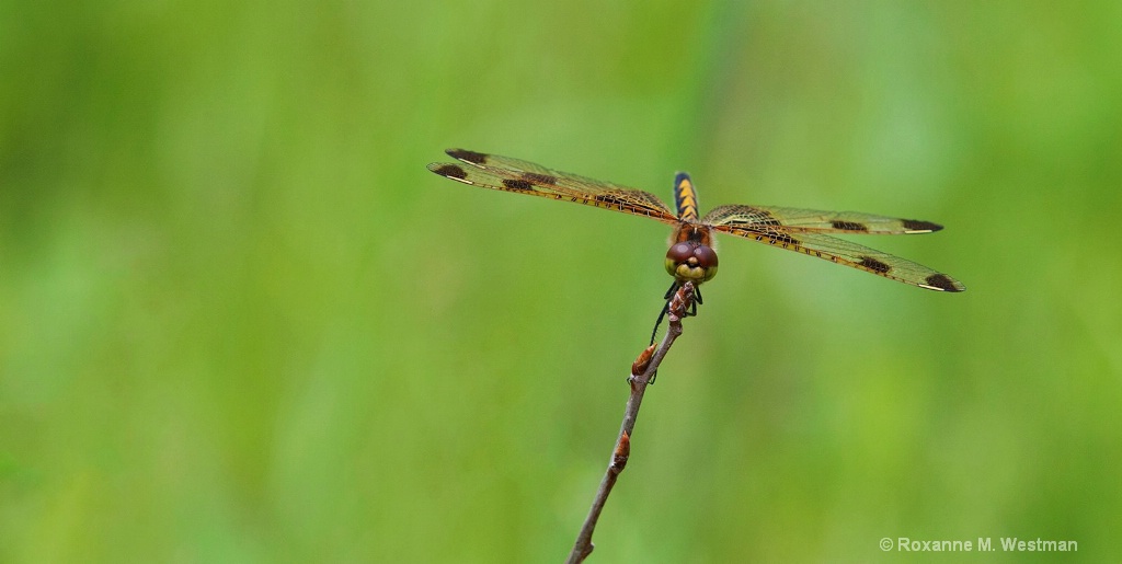 Dragonfly balancing act