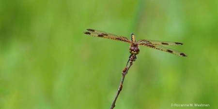 Dragonfly balancing act