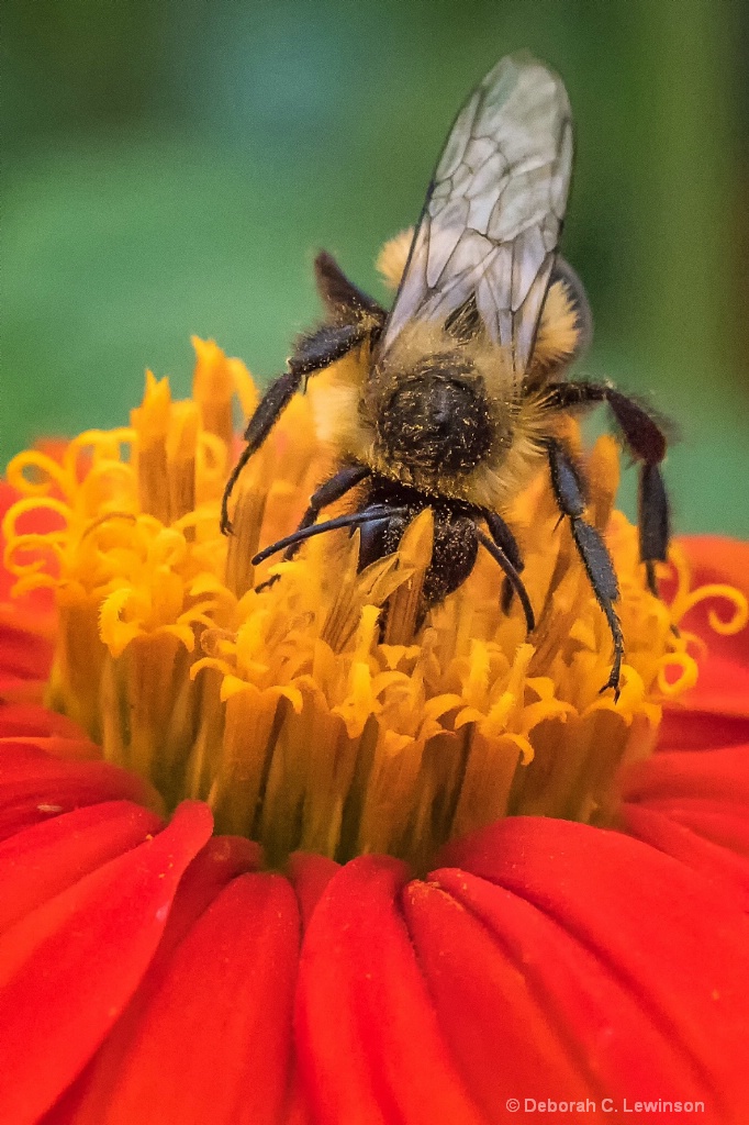 Covered with Pollen