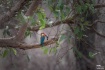 Stork-billed King...