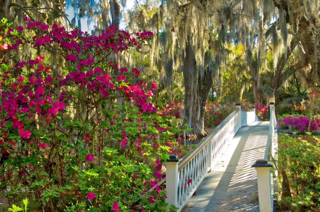 Bridge at Magnolia Gardens - ID: 15592215 © Zelia F. Frick