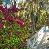 2Bridge at Magnolia Gardens - ID: 15592215 © Zelia F. Frick