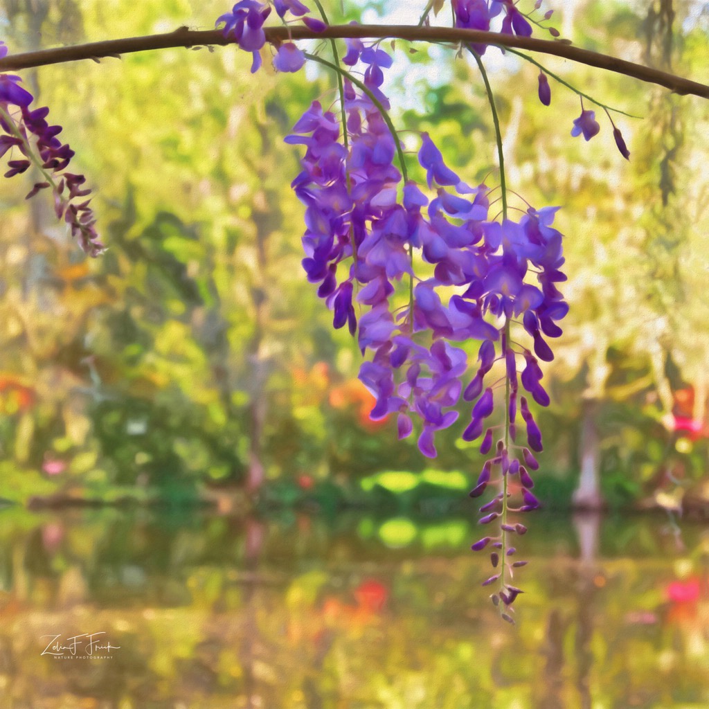 Wisteria at Magnolia Gardens - ID: 15592218 © Zelia F. Frick