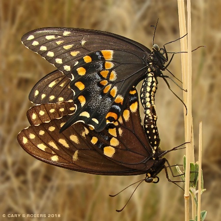 Swallowtails in Flagrante Delicto